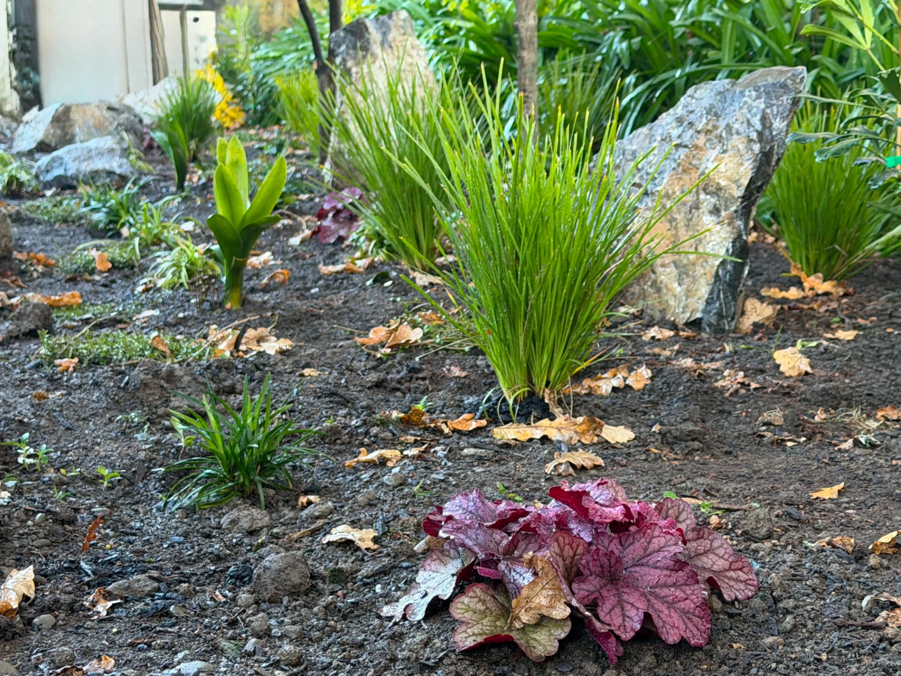 Fresh lomandra and heuchera planting in a Nelson garden bed